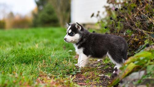 A little Siberian Husky puppy