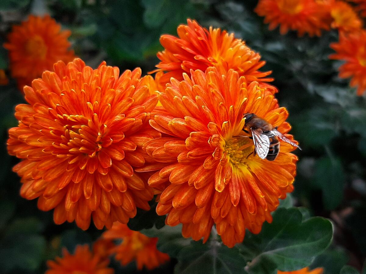 A wasp on an orange flower collects nectar