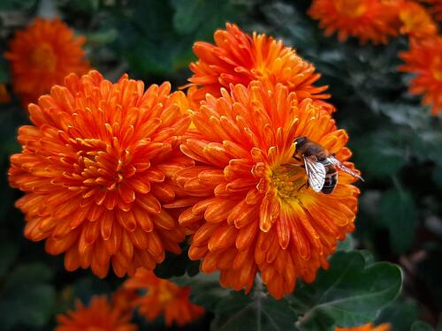 A wasp on an orange flower collects nectar