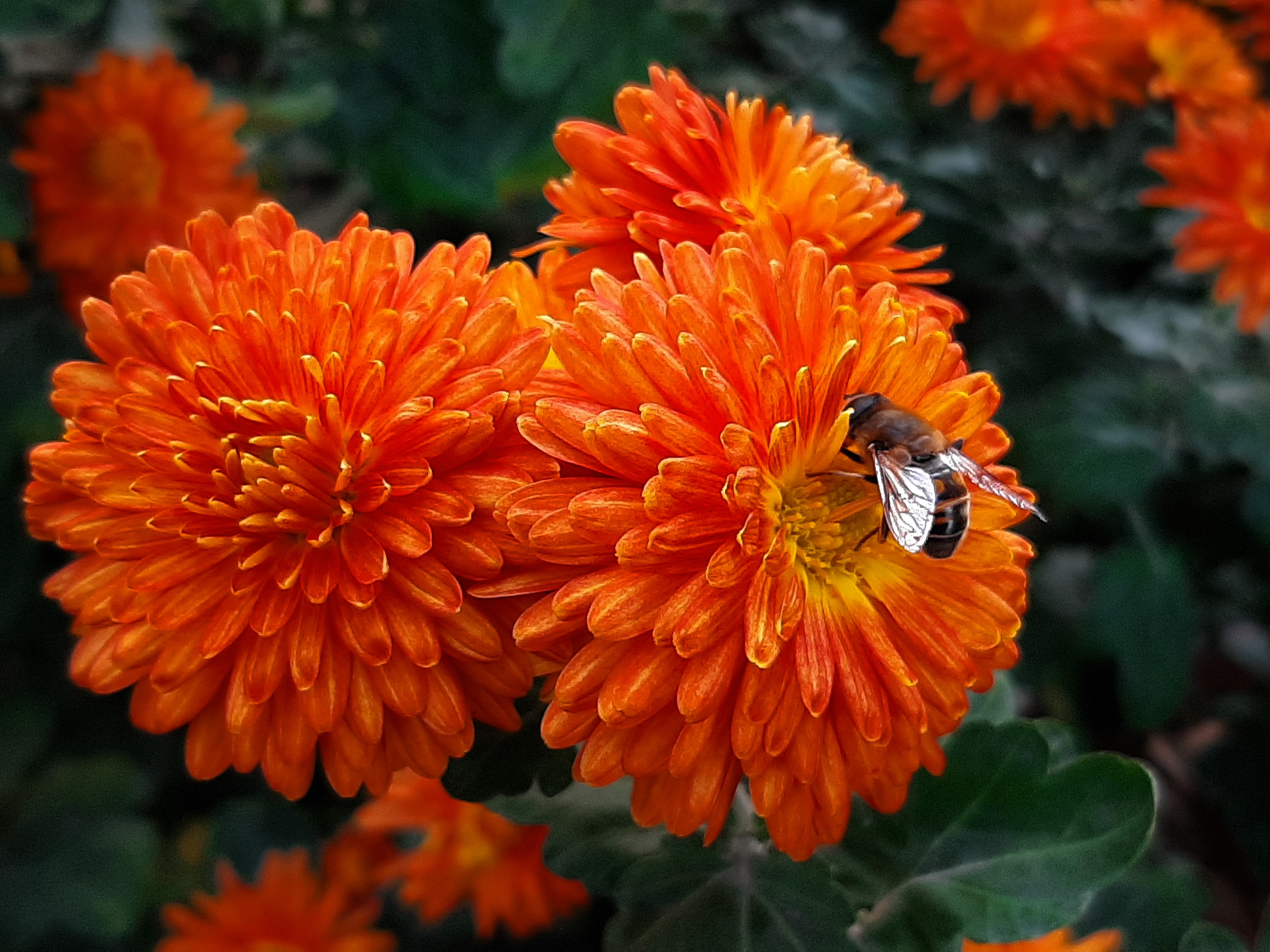 Бесплатное фото Оса на оранжевом цветке собирает нектар