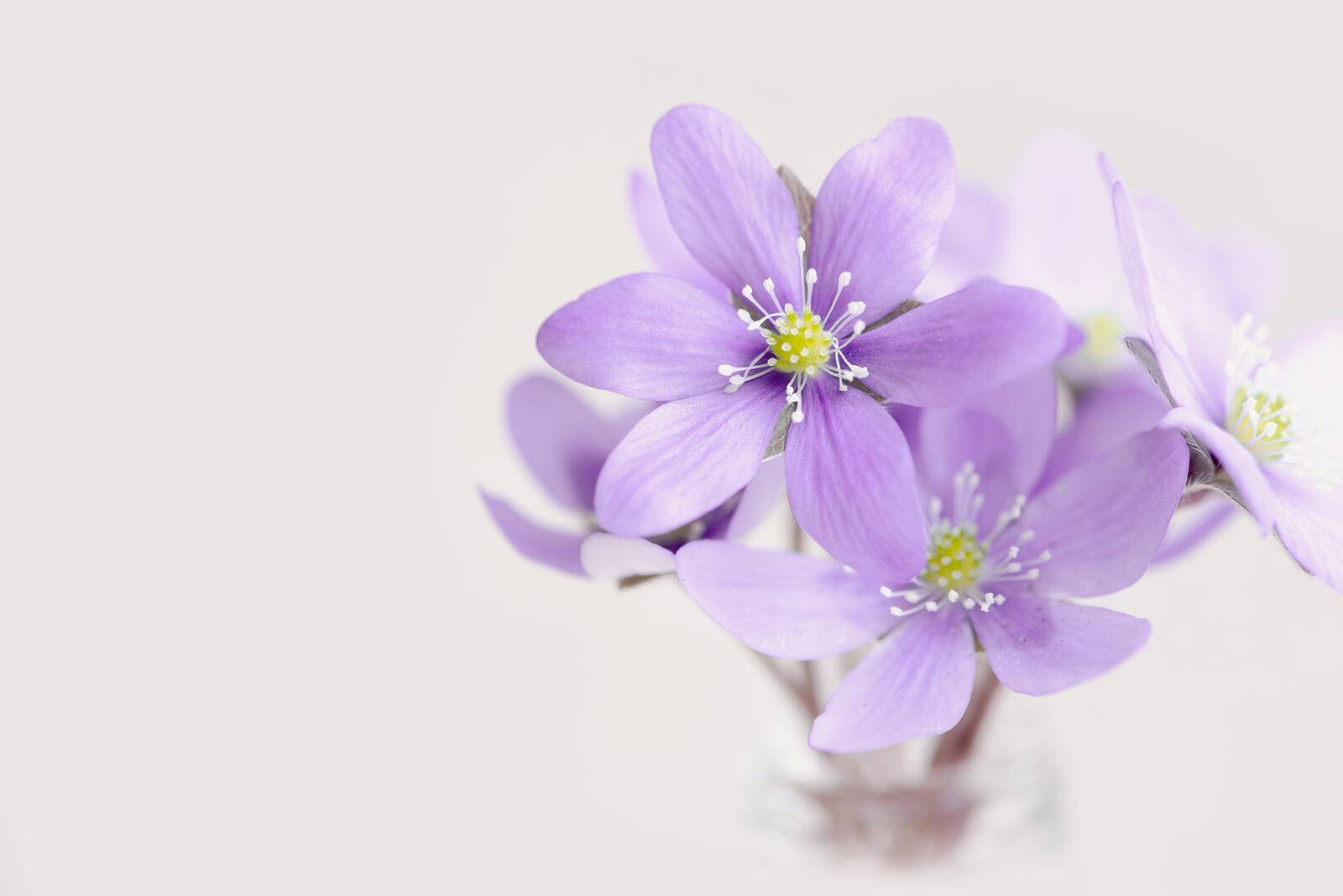 Бесплатное фото Фиолетовые маленькие цветочки