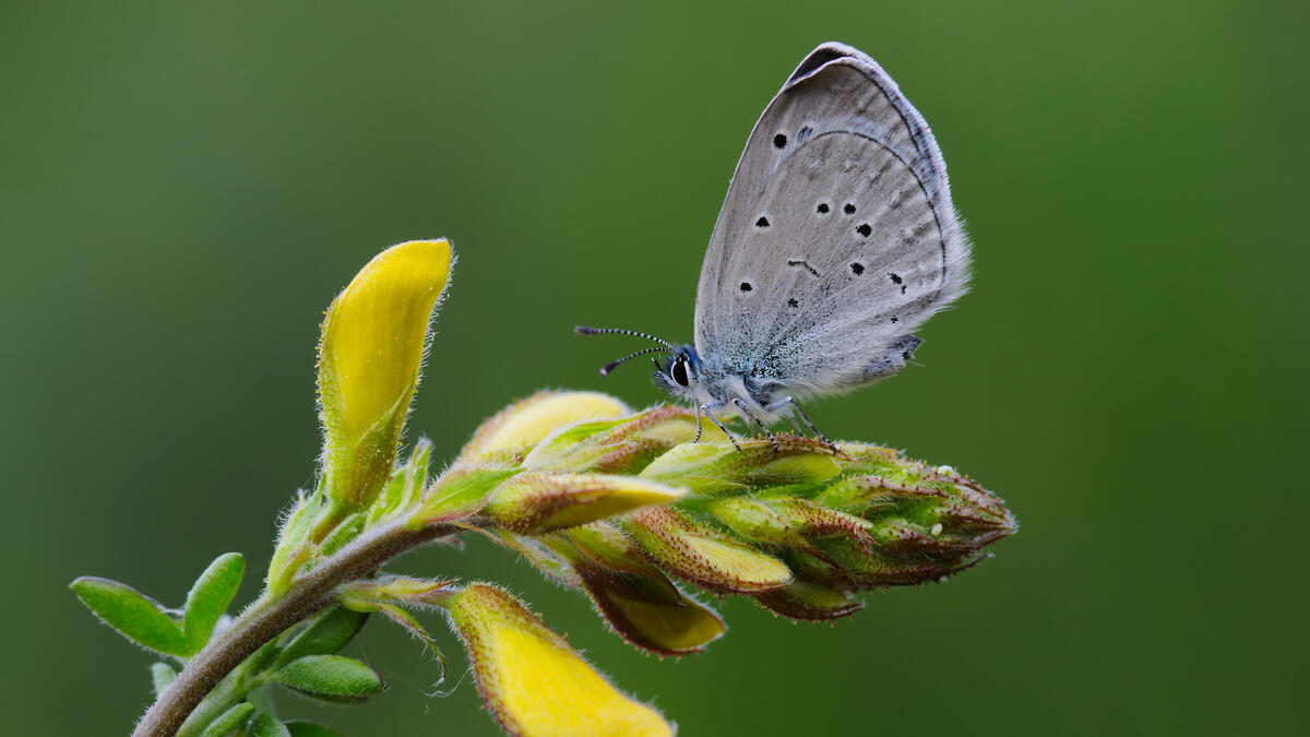 A butterfly in an unusual gray coloring sits on a flower