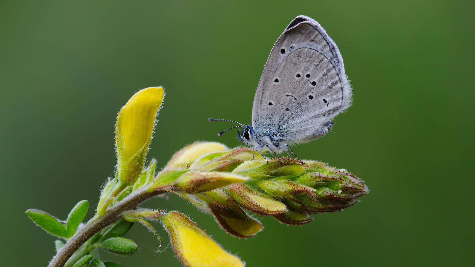 Free photo A butterfly in an unusual gray coloring sits on a flower
