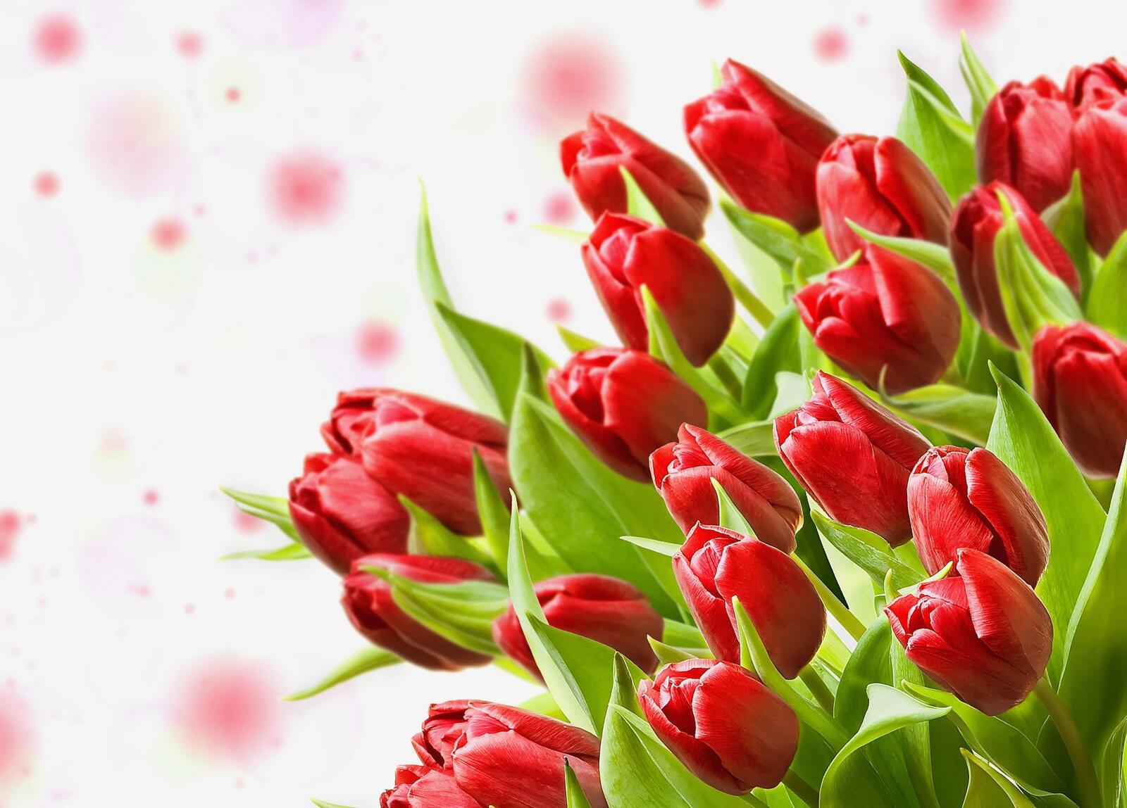 Обои цветы красный тюльпаны на рабочий стол