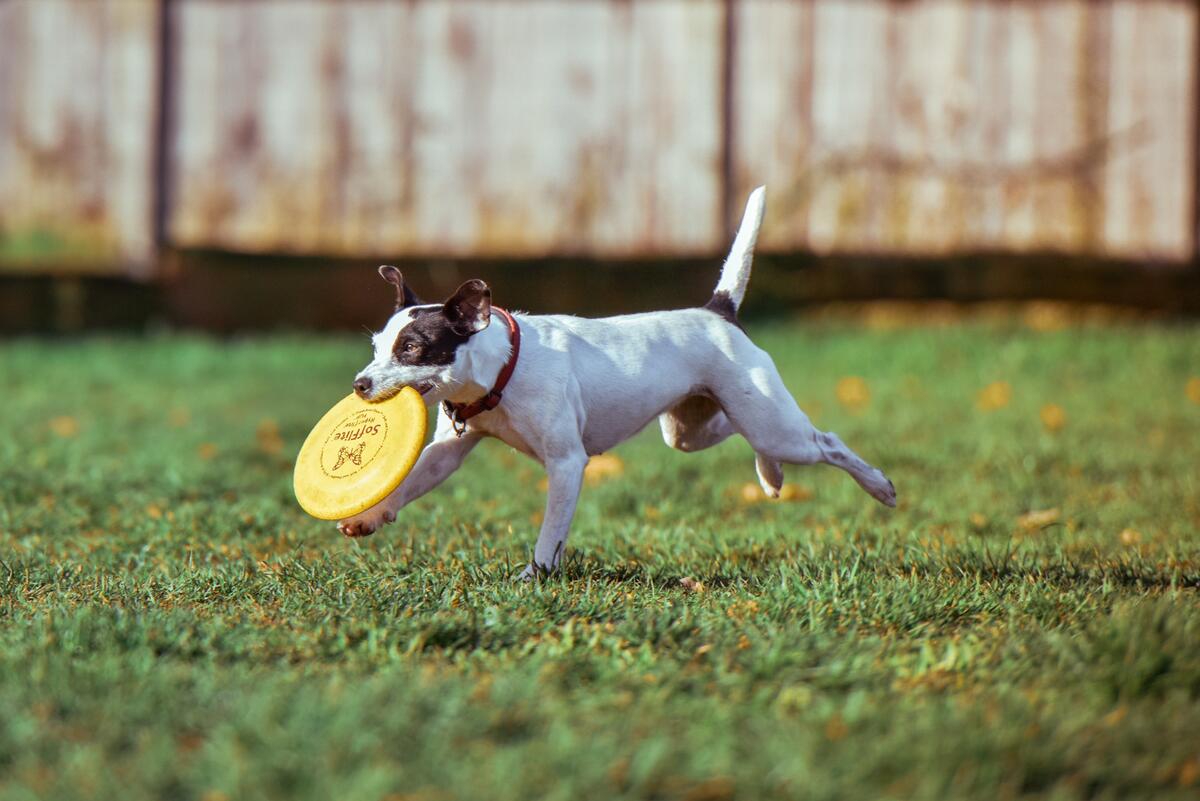 A dog carrying a flying disk in its teeth
