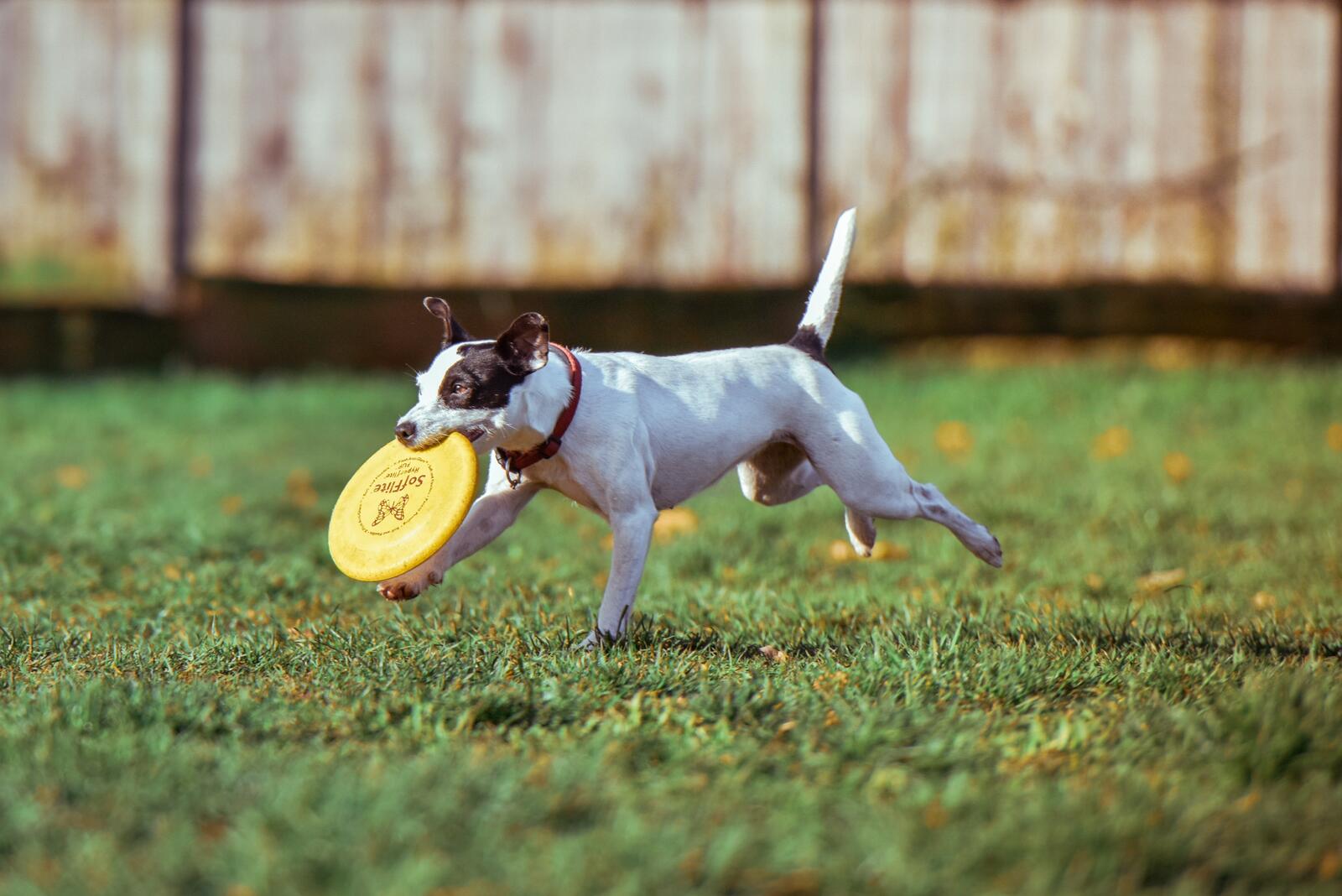 Free photo A dog carrying a flying disk in its teeth