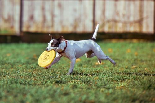 A dog carrying a flying disk in its teeth