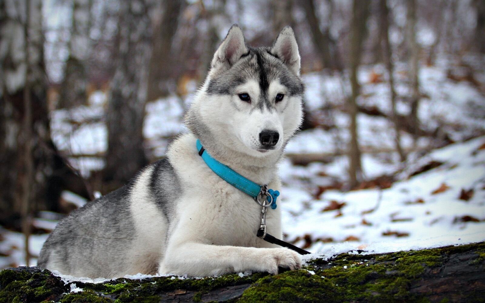 Free photo Husky with a blue collar