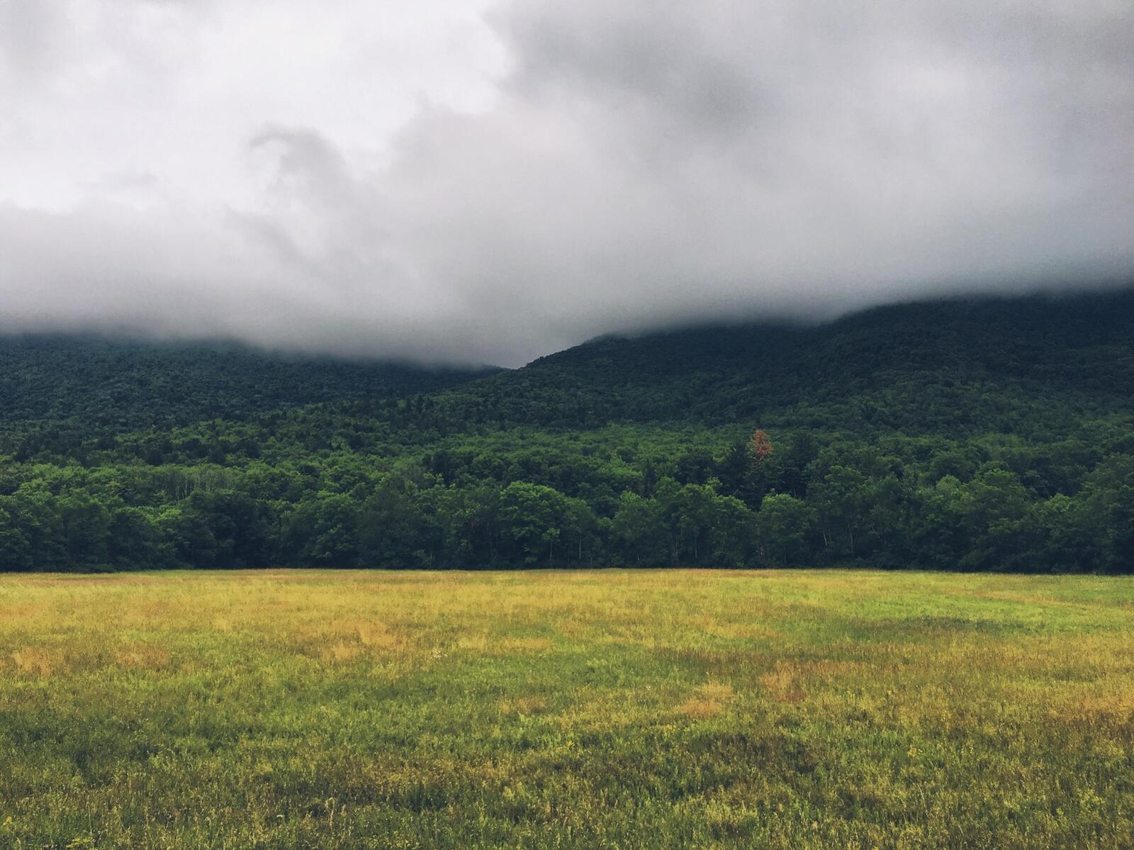 免费照片在密林附近的田野上的一个雨天