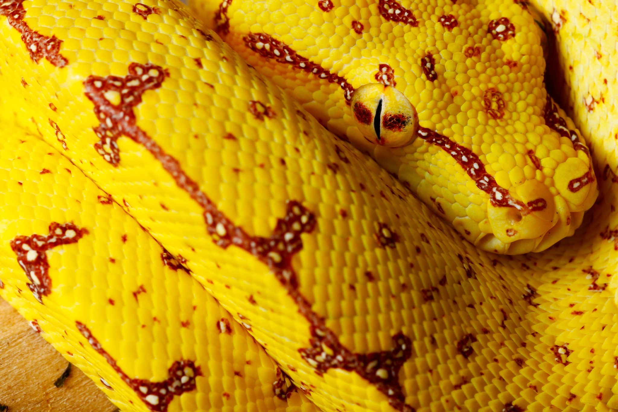 Бесплатное фото Желтая змея