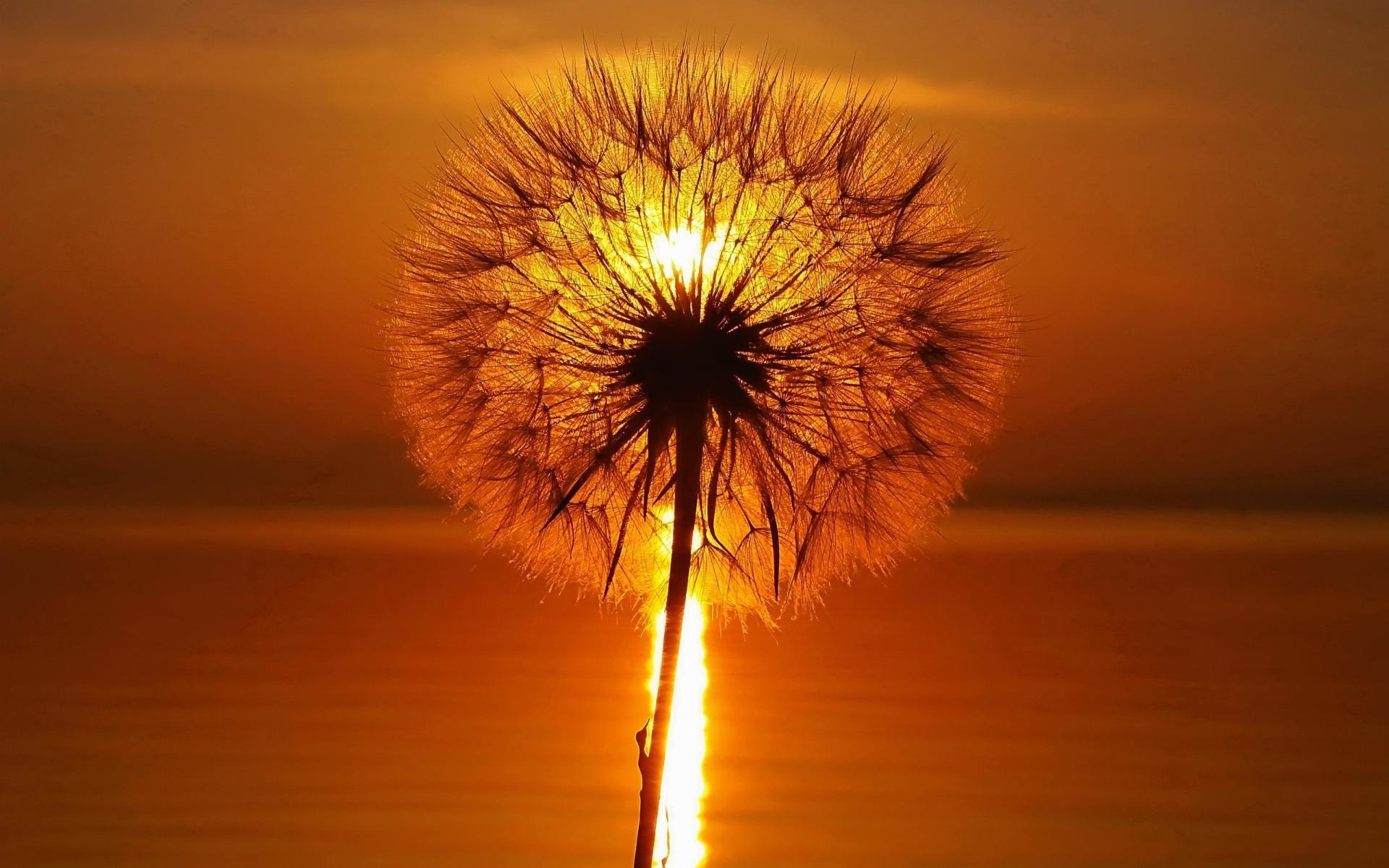 A dandelion at sunset