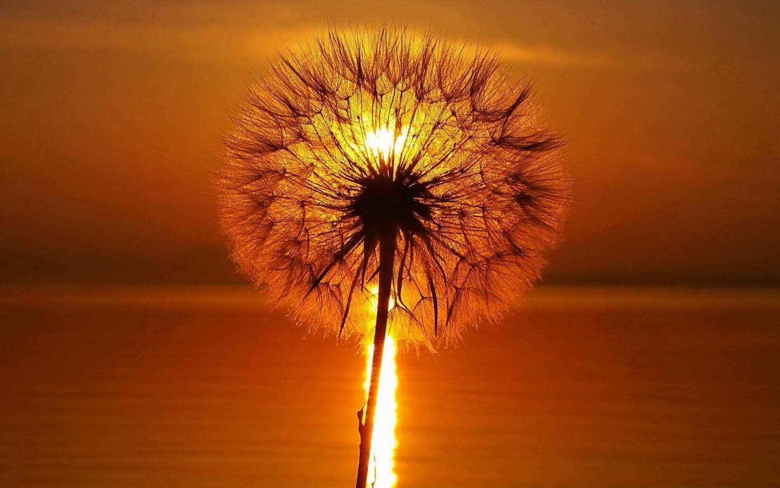 Free photo A dandelion at sunset
