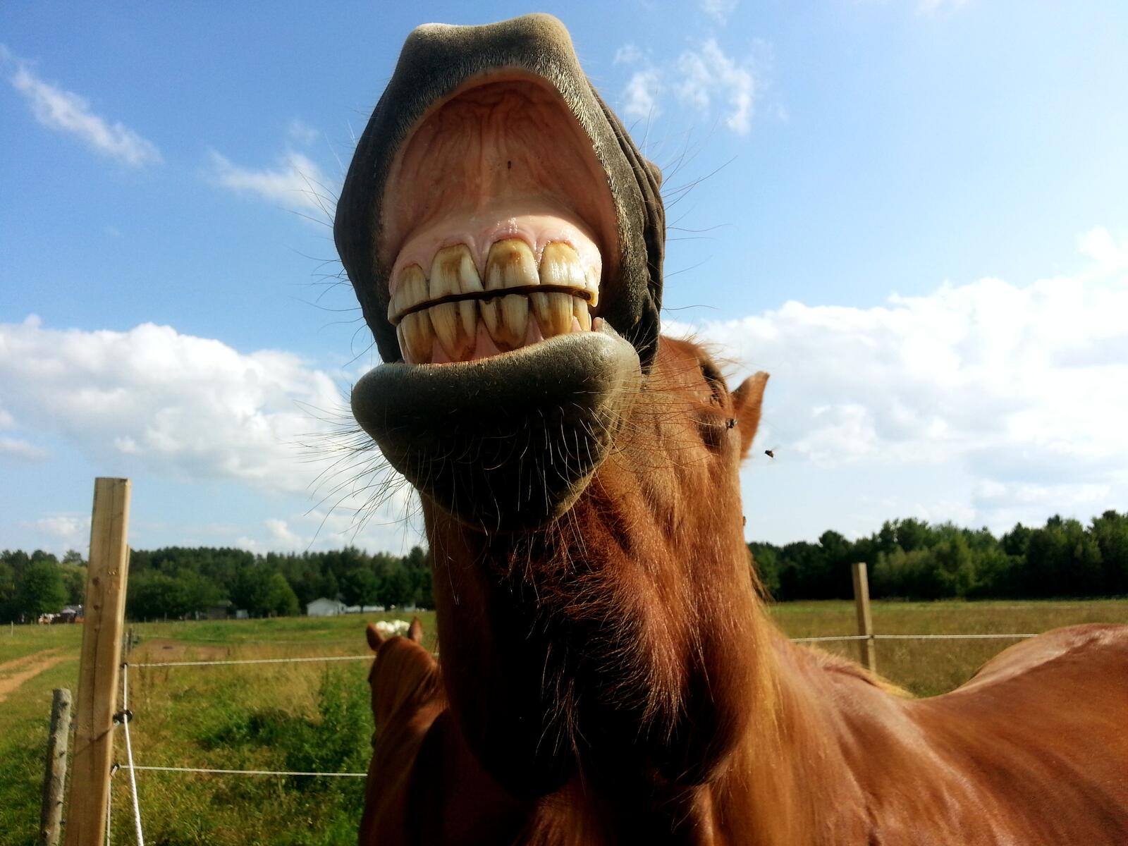 Лошадь ржет показывая зубы