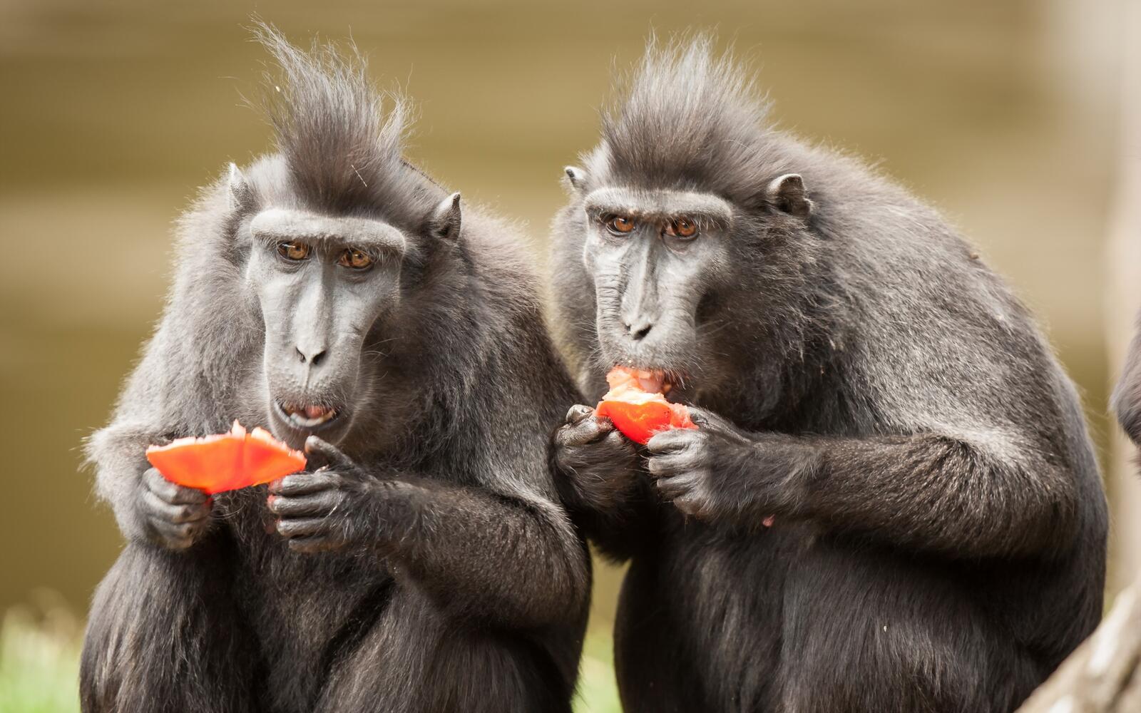Free photo Macaques eating watermelon