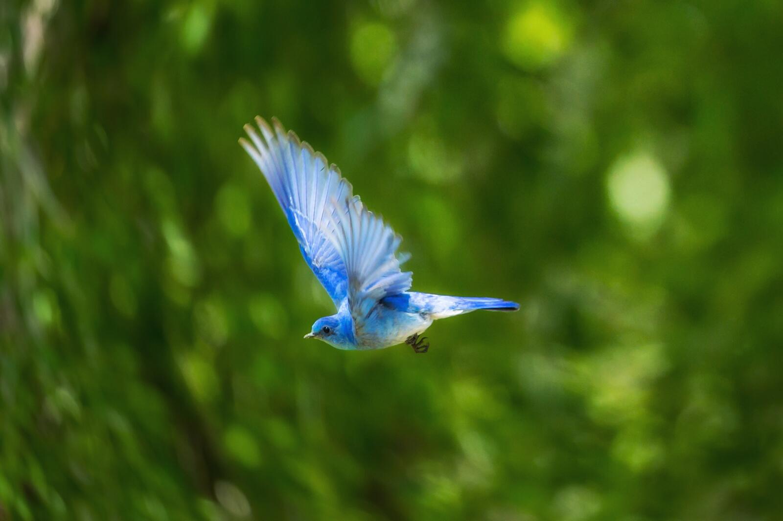 Free photo The flight of a blue-feathered bird.