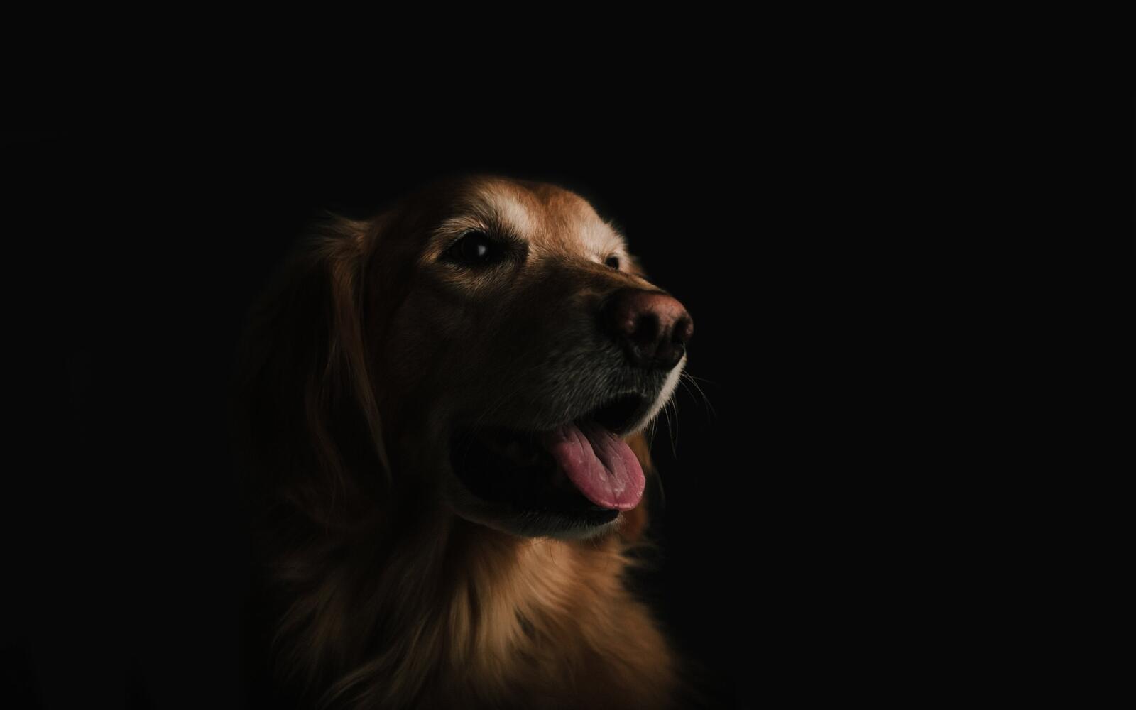 Free photo Portrait of a doggie on a black background
