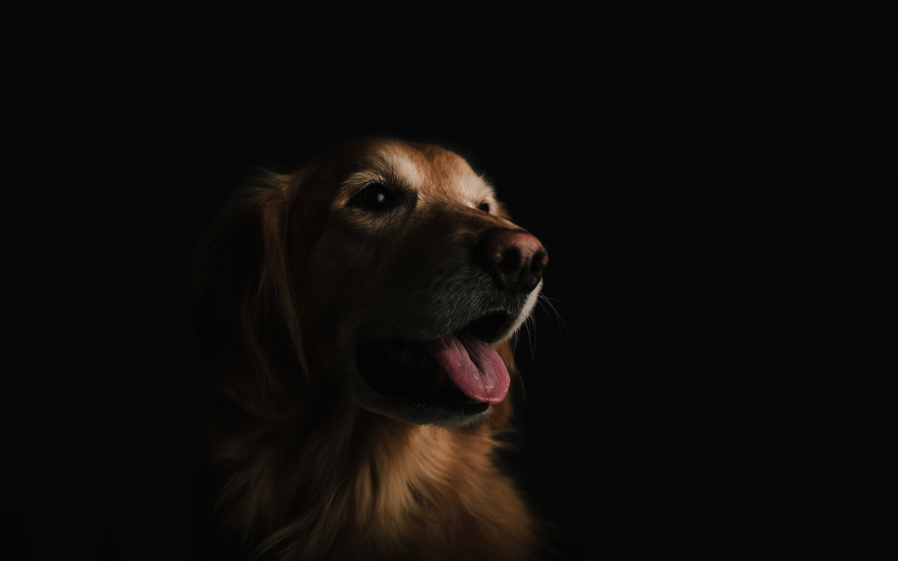 免费照片黑色背景上的小狗肖像