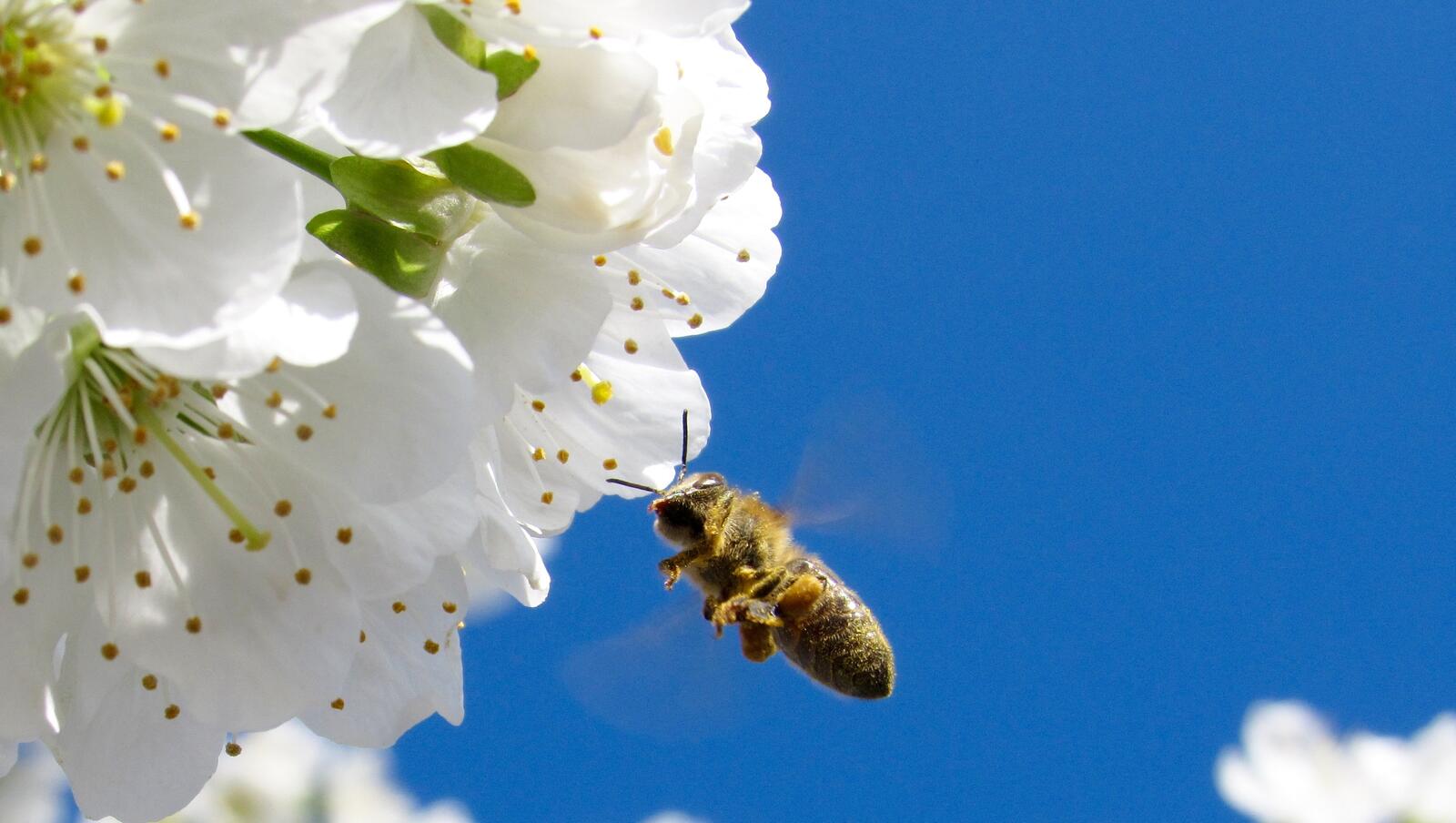 免费照片黄蜂为白色花朵授粉