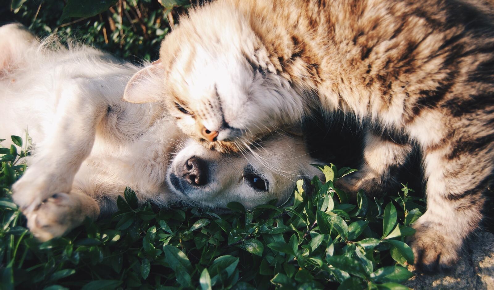 Бесплатное фото Пес и кот счастливы друг с другом