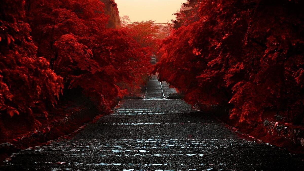 Дорога вдоль леса с красной листвой