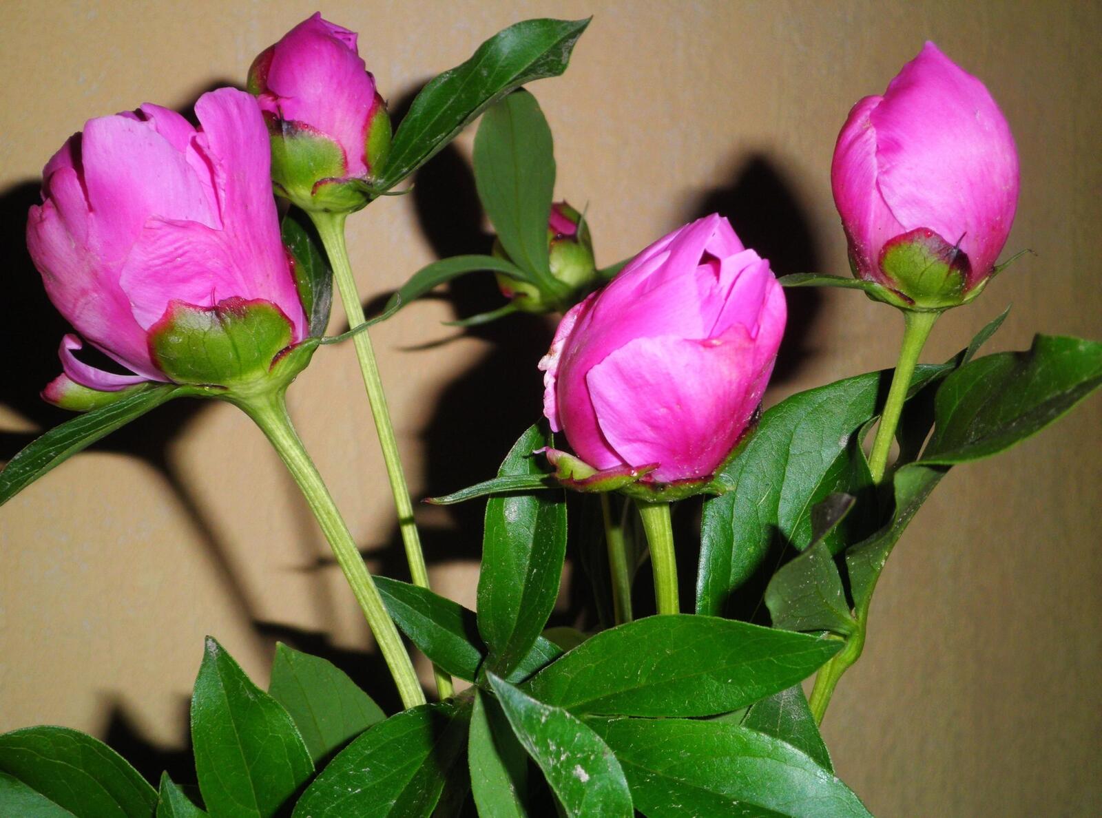 Бесплатное фото Букет из розовых пионов