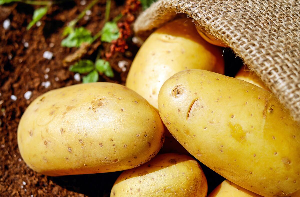 Harvest ripe potatoes