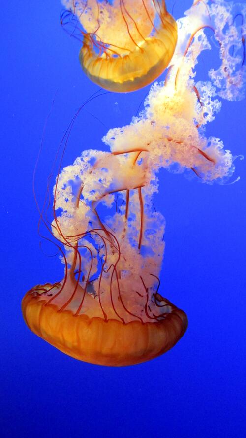 Long-tailed jellyfish in the deep sea