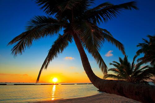 Пальма склонилась у берега на закате