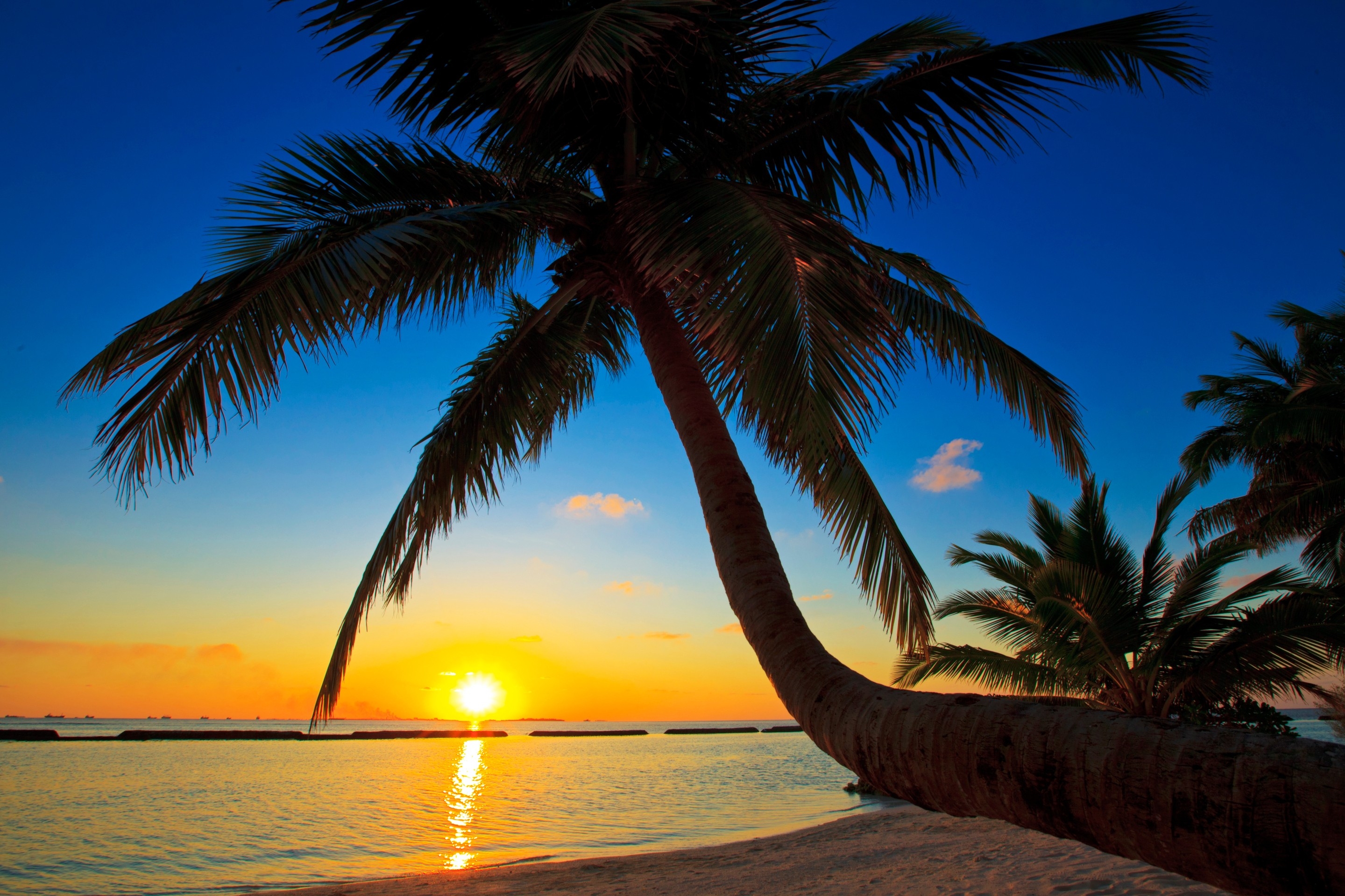Free photo A palm tree leaned against the shore at sunset