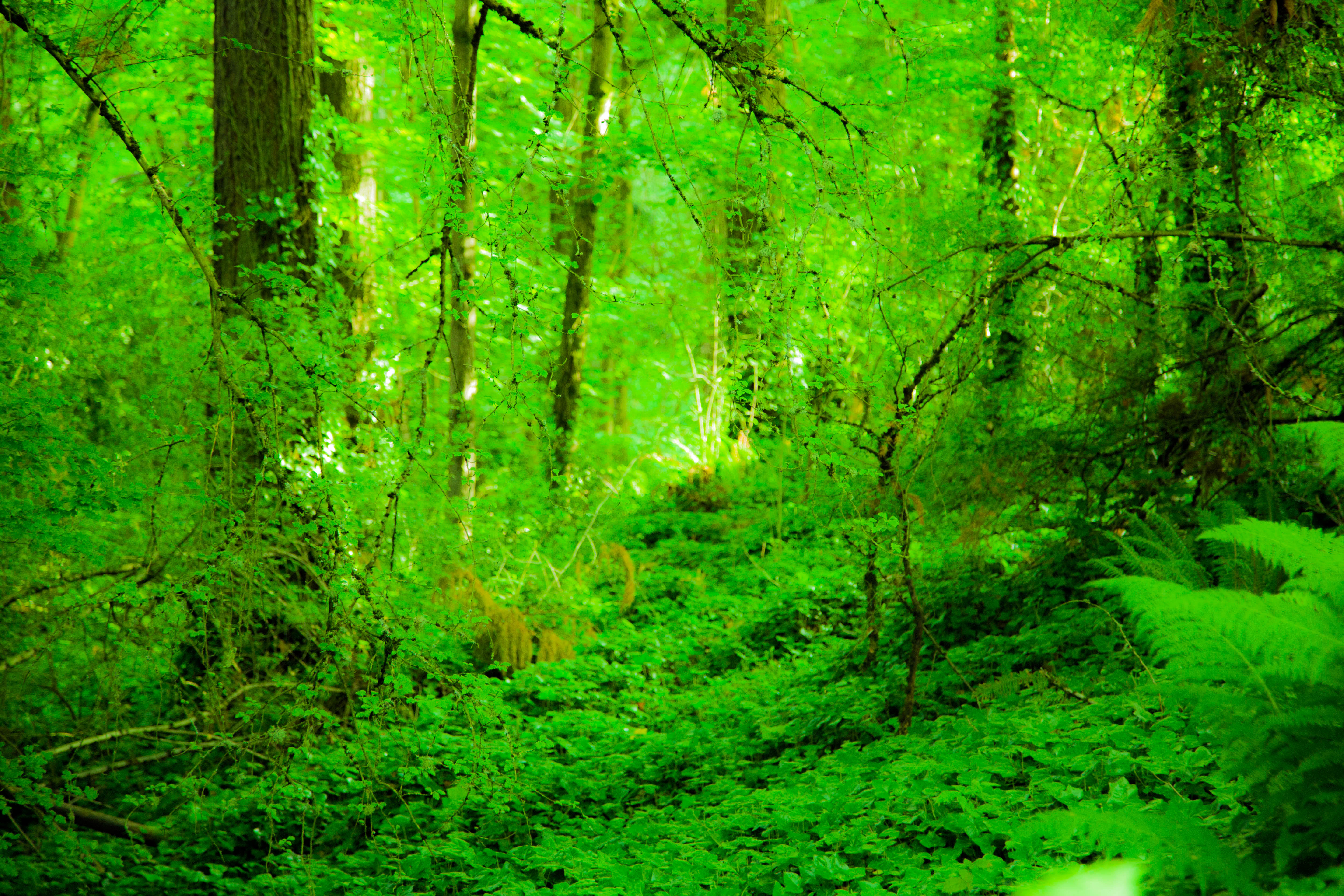 A dense forest with green foliage