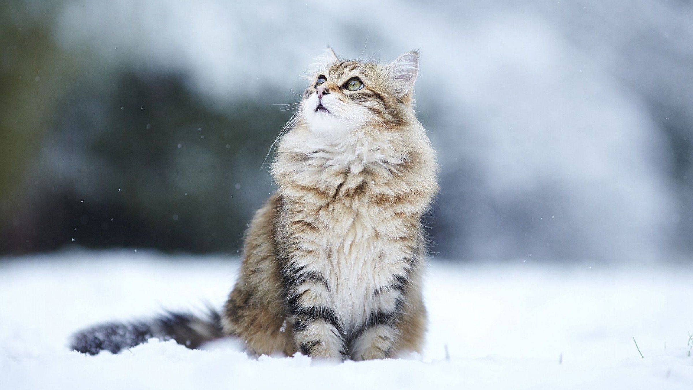 Бесплатное фото Пушистая кошка сидит на снегу и смотрит вверх