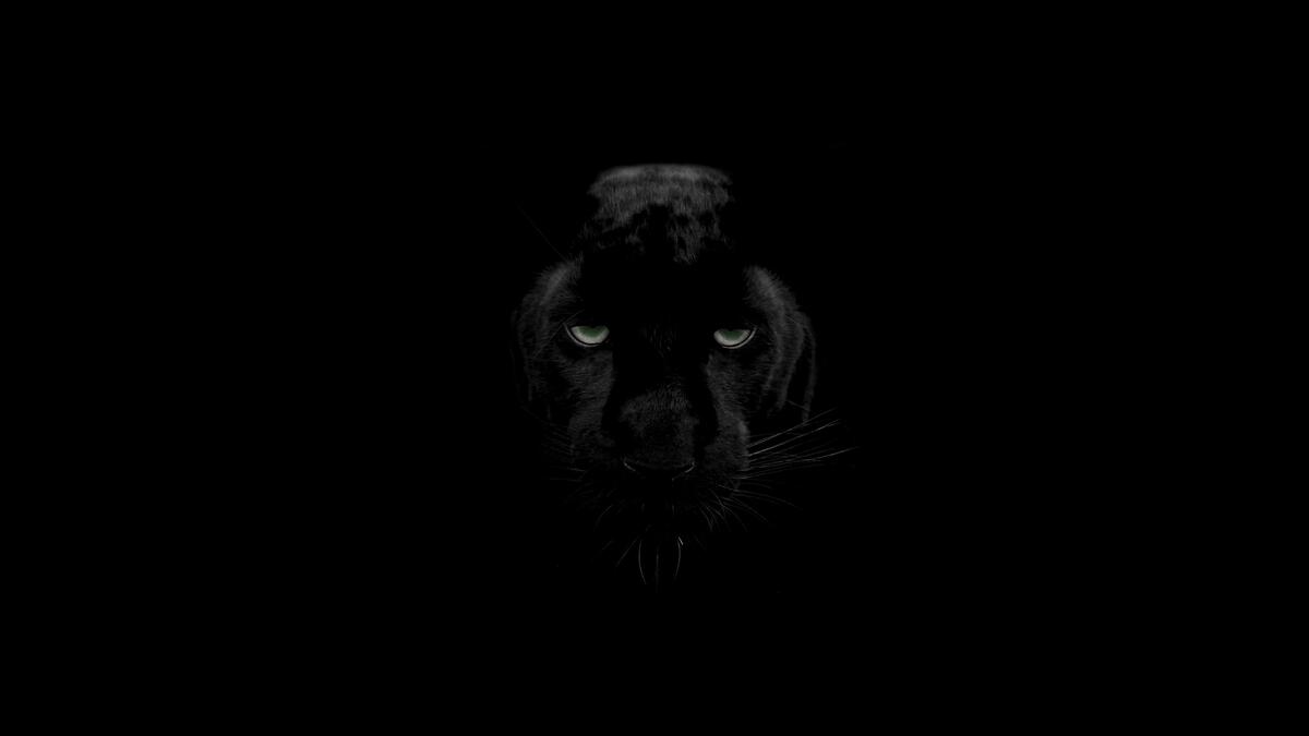 Чёрная пантера на черном фоне