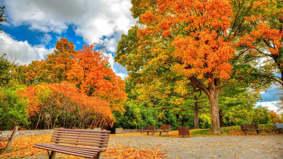 Осенний парк с опавшими листьями