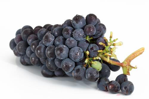 A sprig of black grapes
