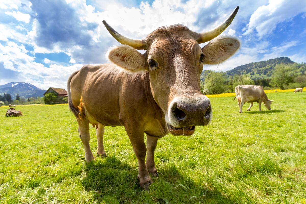 Рогатая корова на зеленом лугу