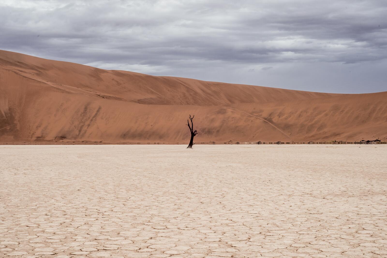 Бесплатное фото Засохшее дерево в песочной пустыне