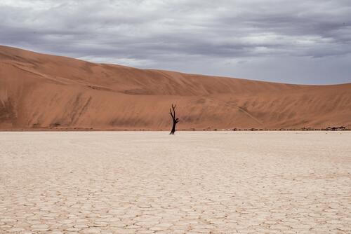 Засохшее дерево в песочной пустыне