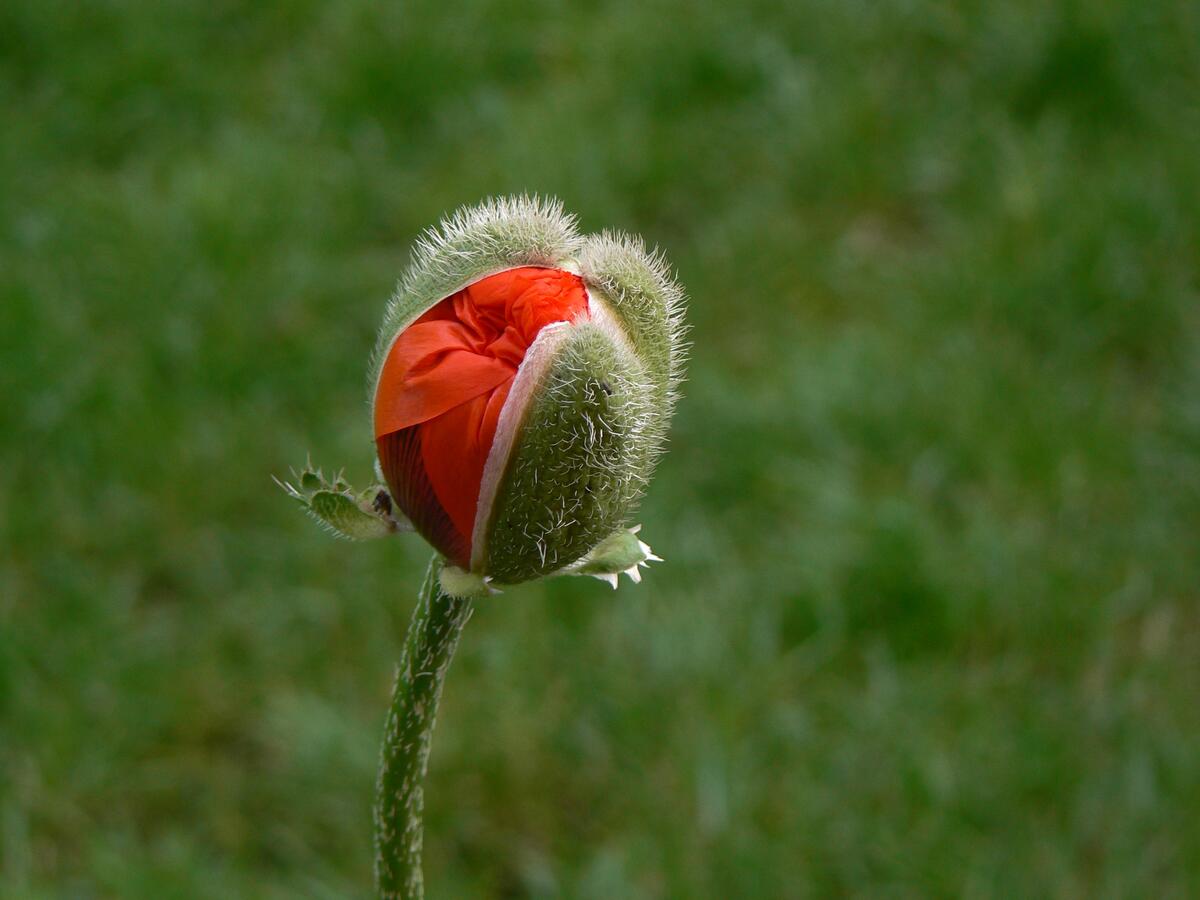 A ripening poppy flower