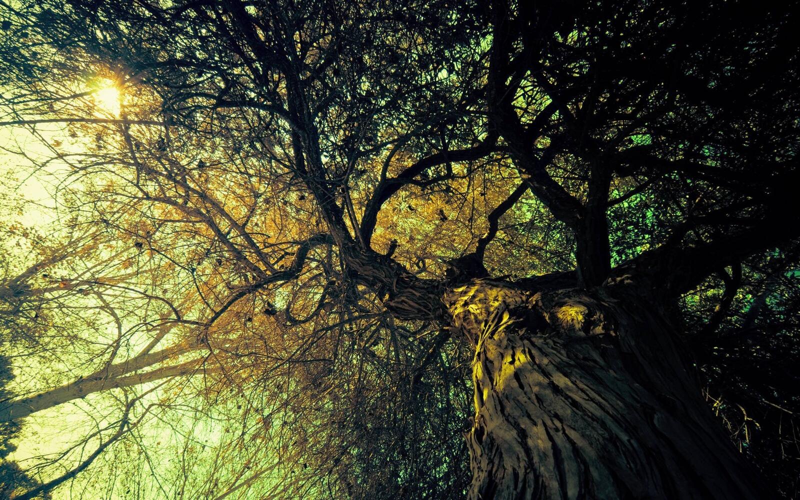 Бесплатное фото Старинное дерево