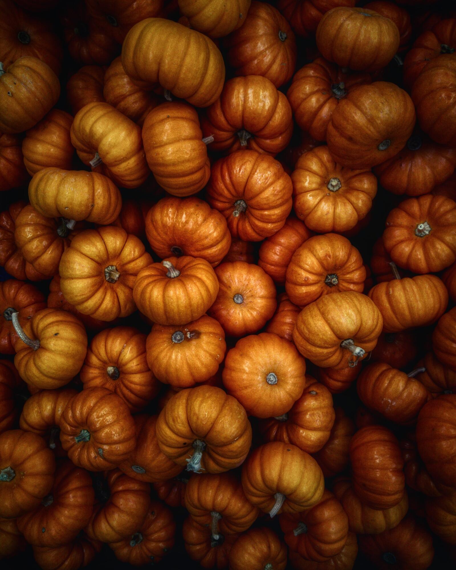 Free photo A picture of pumpkins