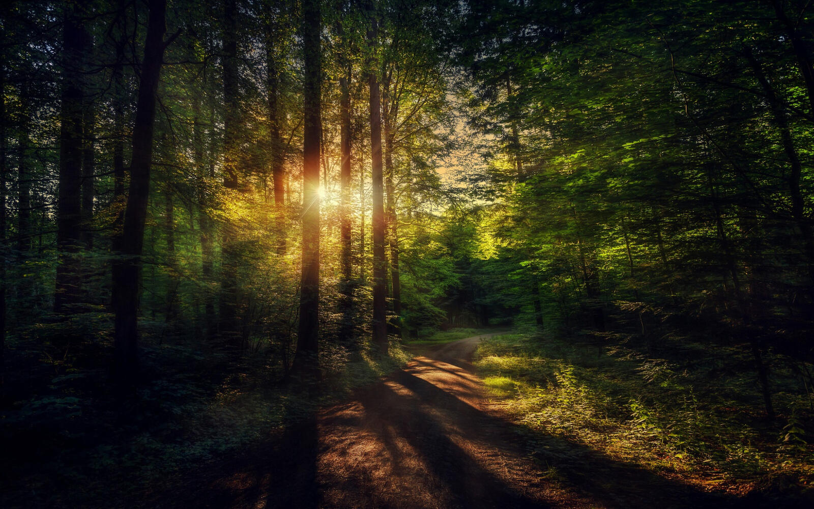 Бесплатное фото Солнечные лучи скользят сквозь деревья