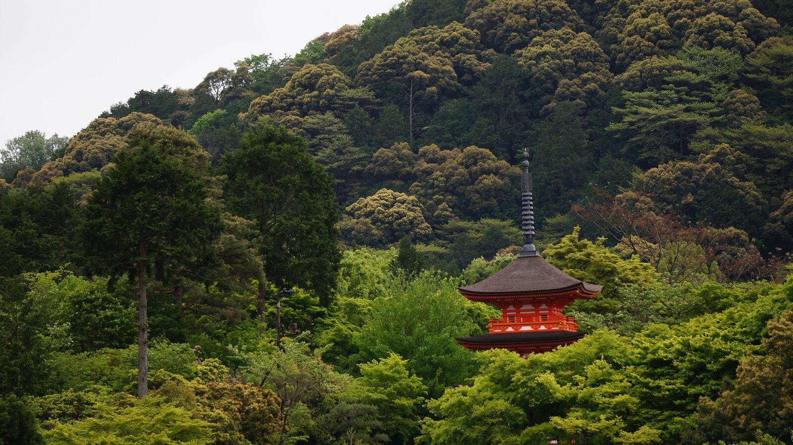 Бесплатное фото Одинокое красное здание в лесах японии