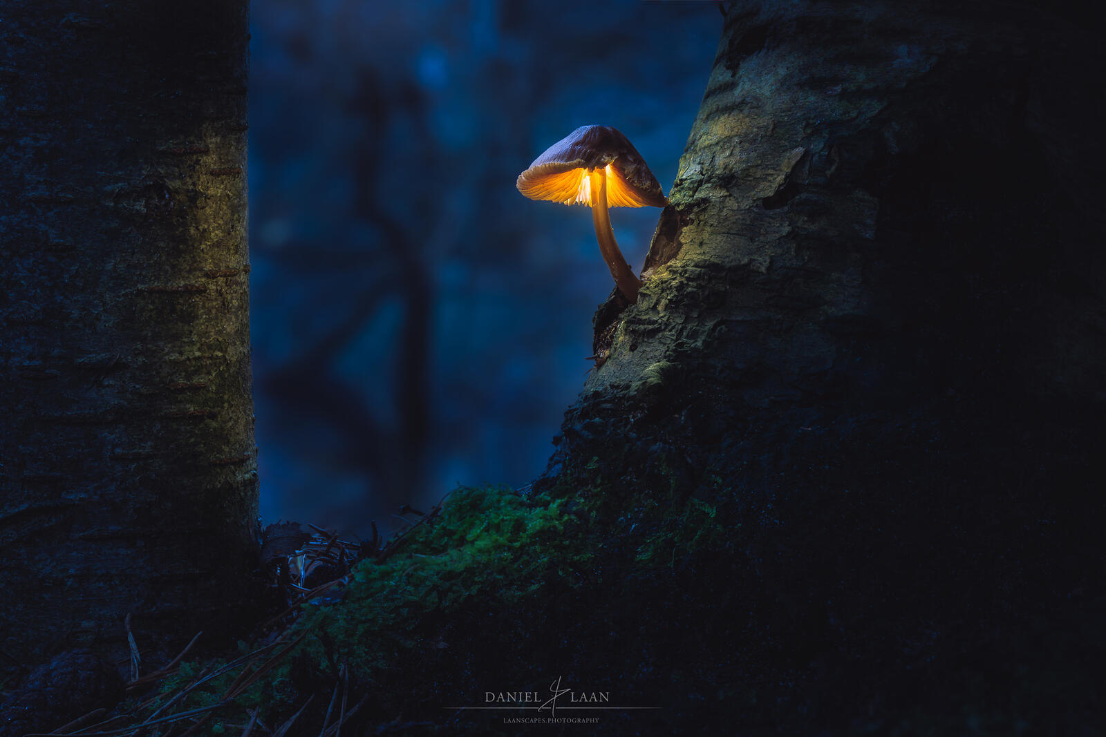 Free photo Luminous mushroom