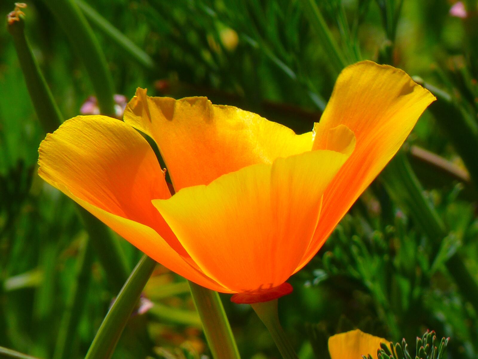 免费照片绿草地上一朵黄色的罂粟花。