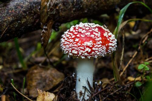 A small fly agaric