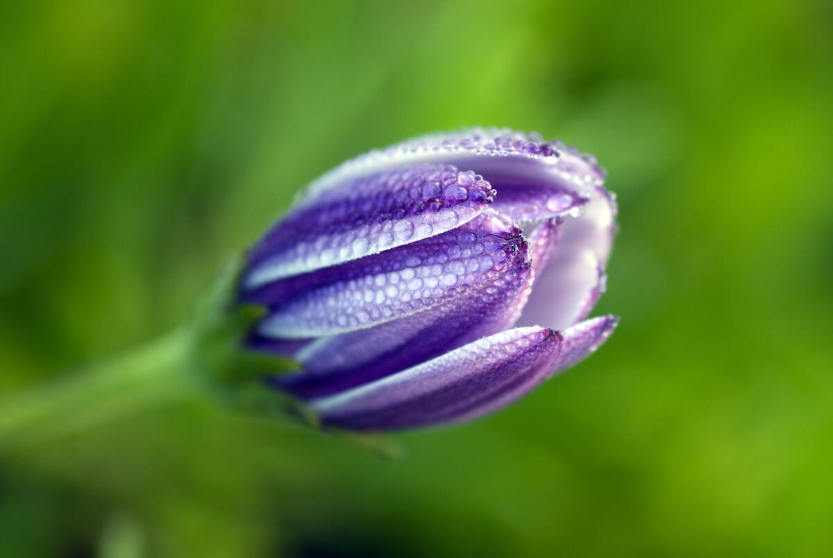A purple flower in the rain