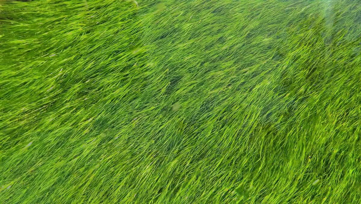 Green grass flattened by the wind