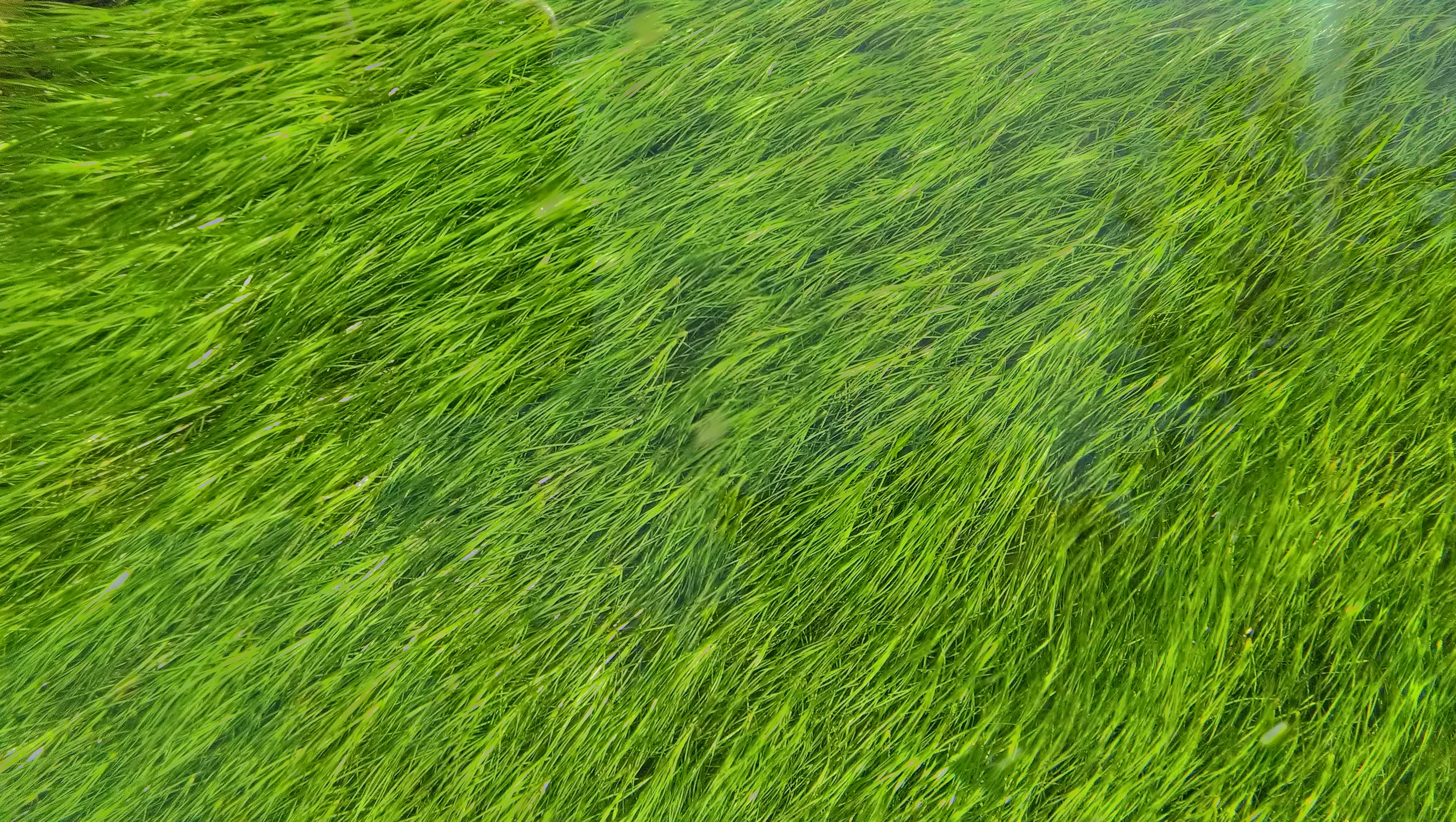 Free photo Green grass flattened by the wind