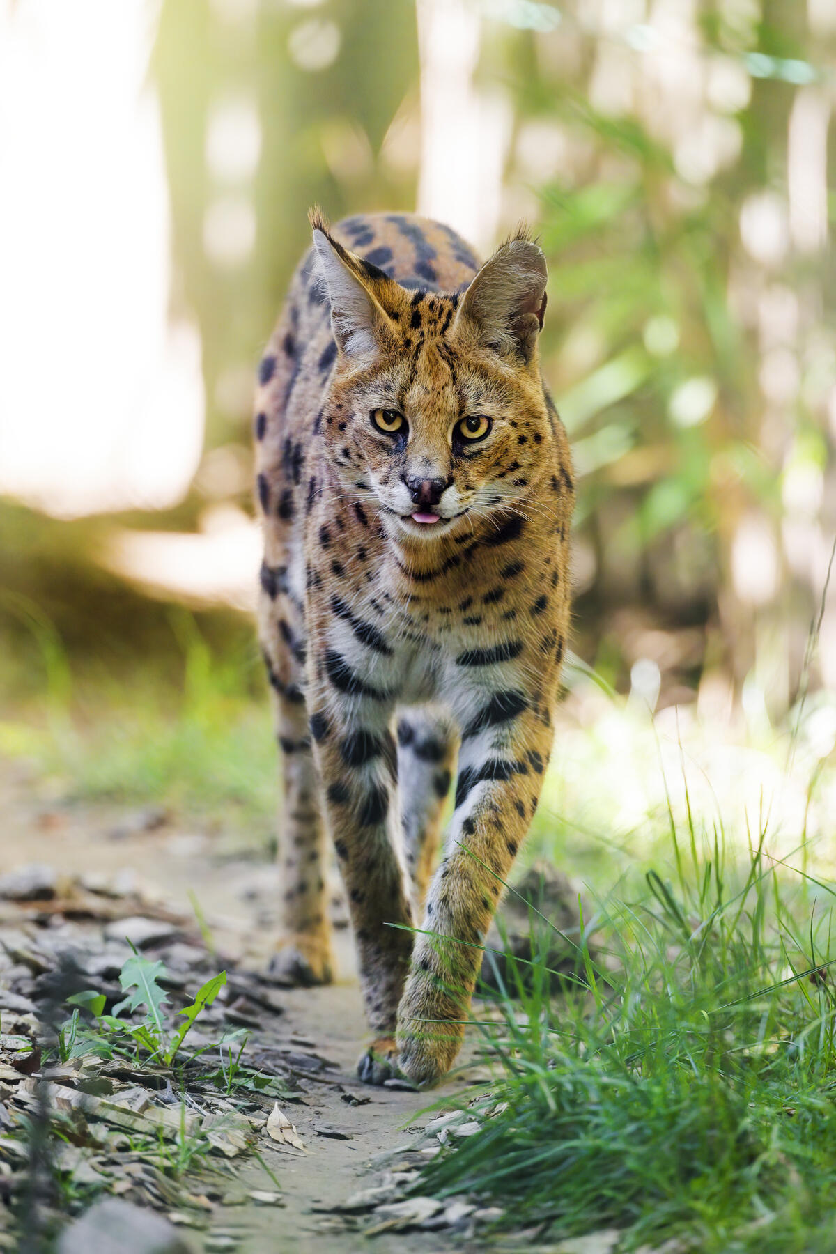 A serval walks along the path