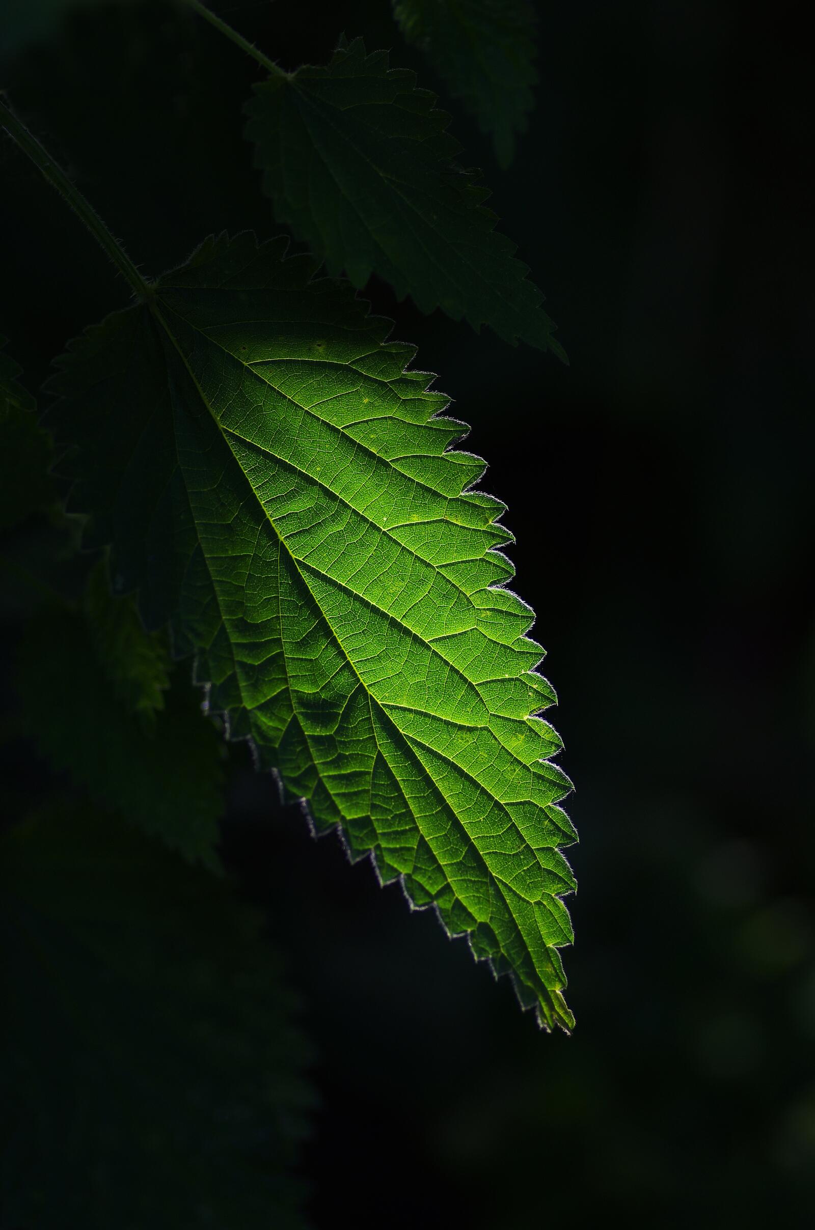 Free photo Close-up wallpaper of a green nettle leaf
